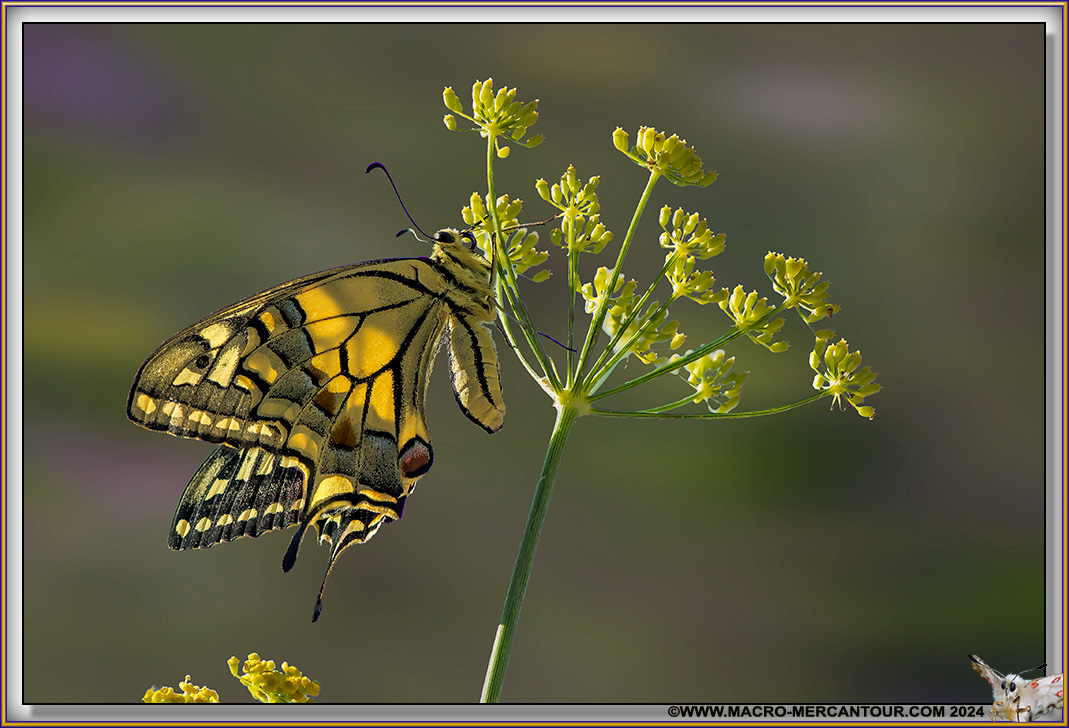 Machaon